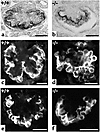 Expression of α3 integrin, podocalyxin, and nephrin in newborn Lmx1b–/– mic