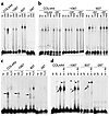 Gel shift assays to demonstrate binding of LMX1B to FLAT-E and FLAT-F eleme