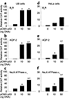 Exogenous wild-type p53 transactivates the RFG promoters. UB or HeLa cells