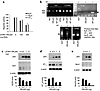 DN p53 inhibits RFG expression and promoter activity. (a) IMCD3 cells were