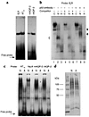 Binding of recombinant p53 or kidney nuclear extracts to the p53 binding si