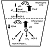 Diagram of p53-mediated terminal renal epithelial cell differentiation.