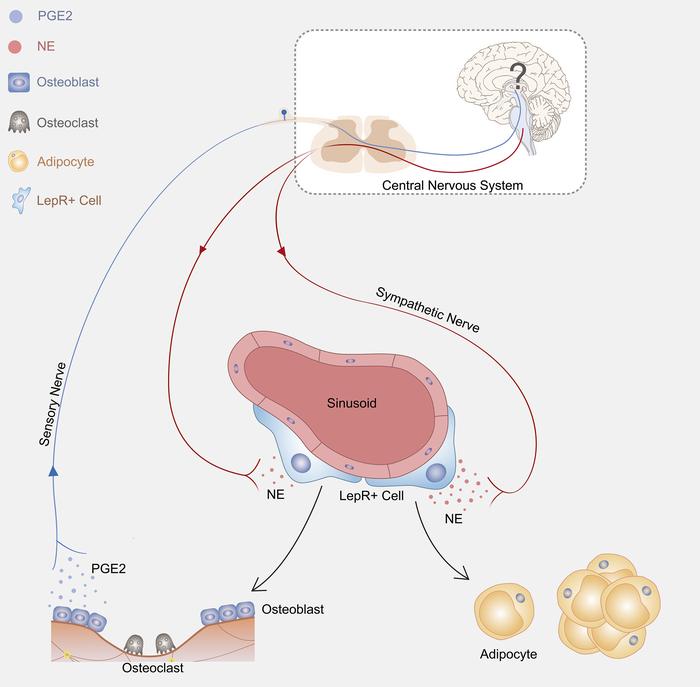 graphical abstract