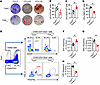 MSCs derived from sensory denervation mice that had undergone adipogenesis.