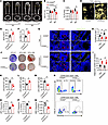 PGE2 derived from osteoblasts regulates the differentiation of MSCs through