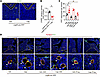 LepR+ MSCs are the major source of the increase in adipocytes and are regul