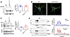 PrP180Q/196Q traffics similarly to WT PrPC in primary neurons and in mice.