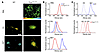 Fluorescence lifetime (FLIM) decay of h-FTAA bound to prion aggregates.