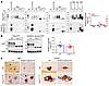 Increased ADAM10-cleaved PrPSc in prion-infected Prnp180Q/196Q mice.