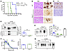 Knockin mice expressing triglycosylated PrP show a reversal in the clinical