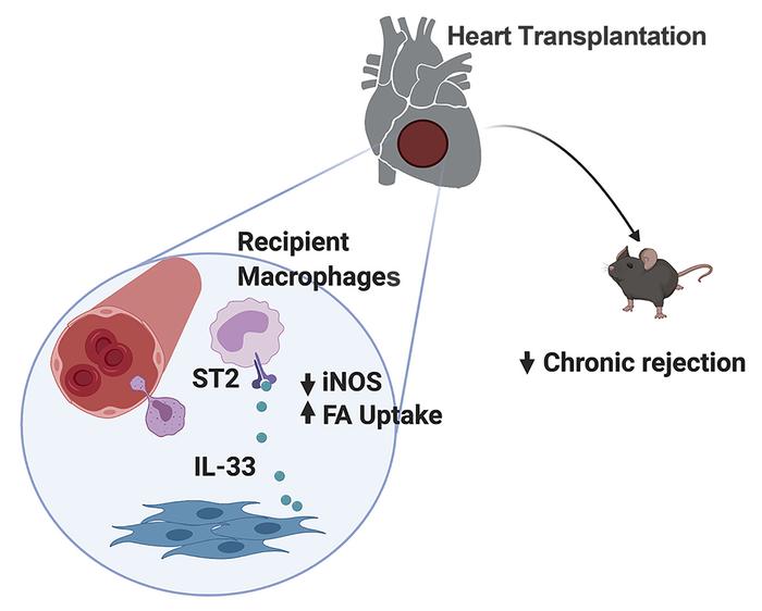 graphical abstract