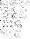 IL-33 mediates an FA-dependent poising of macrophages for differentiation i