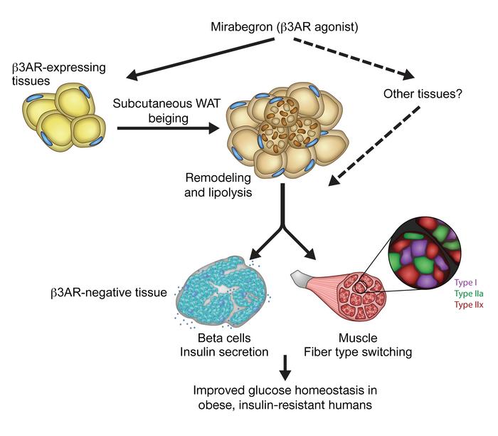 graphical abstract