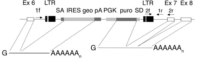 Targeting the C1INH gene in mice by random insertional mutagenesis (12)....