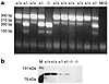 Genotype/phenotype analysis. (a) The genotype of the C1INH-targeted mice wa