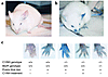 Analysis of vascular permeability. Extravasation of Evans blue dye at 15–30