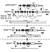 Targeting strategy. Modification of the VEGF gene to generate the VEGF164 t