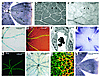 Retinal vascular development in VEGF+/+ and VEGF164/164 mice. (a) PECAM sta