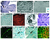 Retinal vascular development in VEGF188/188 mice. (a) PECAM staining at P5.