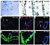 VEGF receptor expression in VEGF+/+ retinas. (a) Whole-mount in situ hybrid