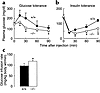 Increased insulin sensitivity in Dgat1–/– mice. (a) Glucose tolerance test.