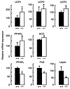 Expression of leptin-regulated genes in Dgat1–/– mice. The expression of UC