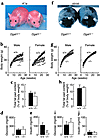 Effects of DGAT1 deficiency on energy and glucose metabolism in Agouti yell