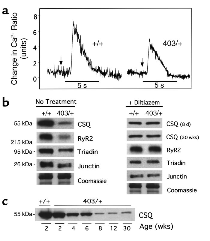 SR Ca2+ storage and altered Ca2+-related protein expression. (a) Ca2+ ch...