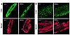 Calsequestrin localization within myocytes. (a) Immunostaining of isolated