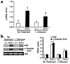 Prevention of cardiac hypertrophy in αMHC403/+ mice. (a) Left ventricular a