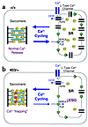 Model of Ca2+ cycling in cardiac myocytes and the effects of a hypertrophic