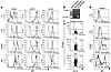 (a) Analysis of CD22, SHP-1, and Bcl-2 B cell subsets. Splenocytes from E2-