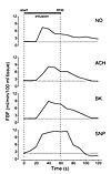 Comparison of the dilator kinetics of endogenous and exogenous NO in human