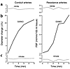 Dilator response of conduit and resistive arteries in the human forearm cir