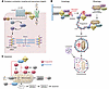 Diverse cellular roles of BAG3.