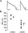 Effects of KCNE3 on APD; ex vivo transduction of rabbit ventricular myocyte