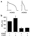 Effects of KCNE3 on APD; in vivo transduction of guinea pig ventricular myo