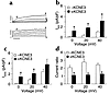 Effects of KCNE3 on IK; in vivo transduction of guinea pig ventricular myoc