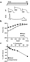 Mathematical model of action potential propagation in left ventricular tiss