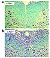 Histological profiles of spinal cords. Mice were treated as described in Fi