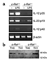 Regulation of gene expression by c-Rel. (a) p35, p40, and p19 expression in