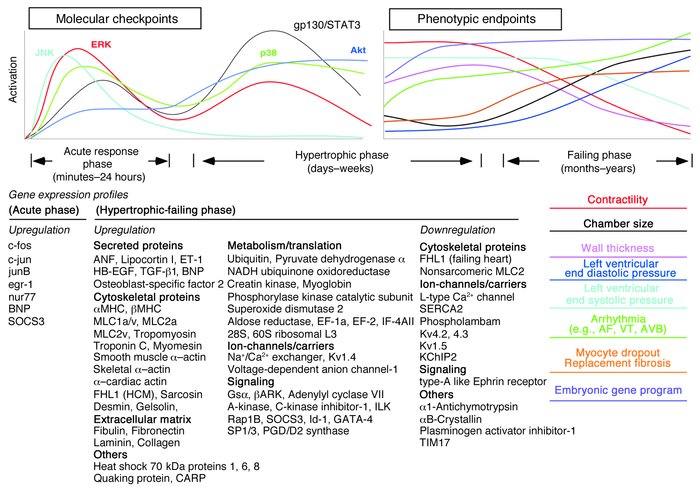 Mechanical stress–induced transmembrane signaling and integrated phenoty...