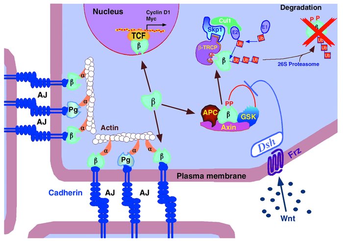 The dual role of β-catenin in cell adhesion and transcriptional activati...