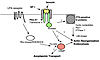 Schematic representation of possible signal transduction pathways triggered