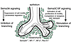 Model of semaphorin functions in lung development. Sema3A opposes the effec