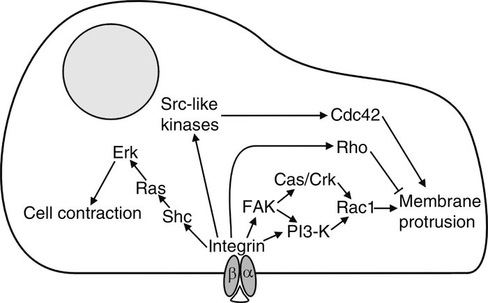 Major integrin-linked signaling pathways affecting migration. Integrin s...