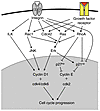 Integrin control of proliferation. Synergistic activation of Ras and Rho GT