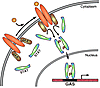 The JAK-STAT signaling pathway. Upon binding ligand, receptor-associated JA