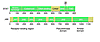 STAT and JAK structure. The STATs share several conserved domains, includin