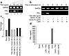 Downregulation of IFN-γ transcript and protein levels by TSA and SAHA. (a)